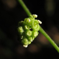 Cyclea peltata (Lam.) Hook.f. & Thomson